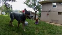 In My Dreams Diary Of A Blue Heeler Puppy Video Dailymotion - 
