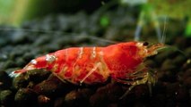 Baby Crystal Red Shrimp