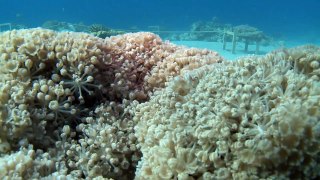 Récifs Artificiels du Golfe d'Aqaba - The Changing Oceans Expedition [FR]