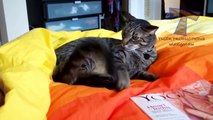 Funny Cat Videos Cats are just the best Funny cat compilation