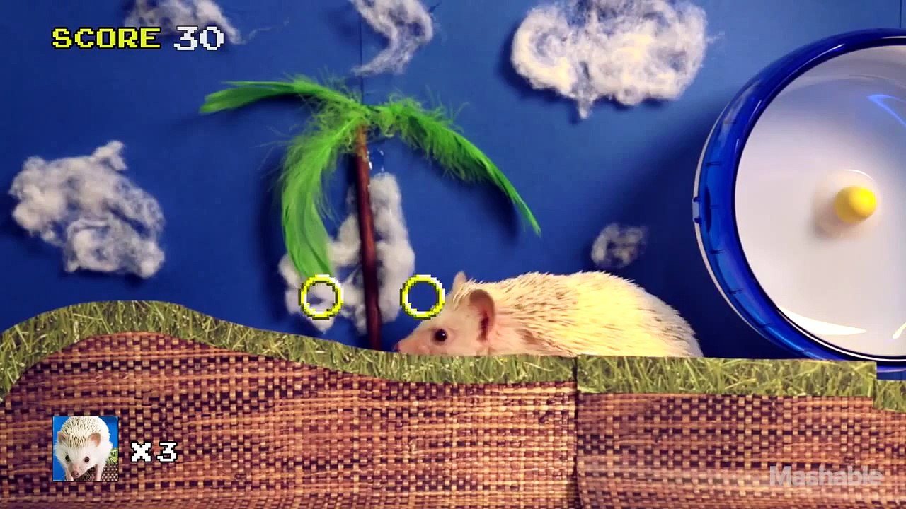 Sonic the Hedgehog in Real Life