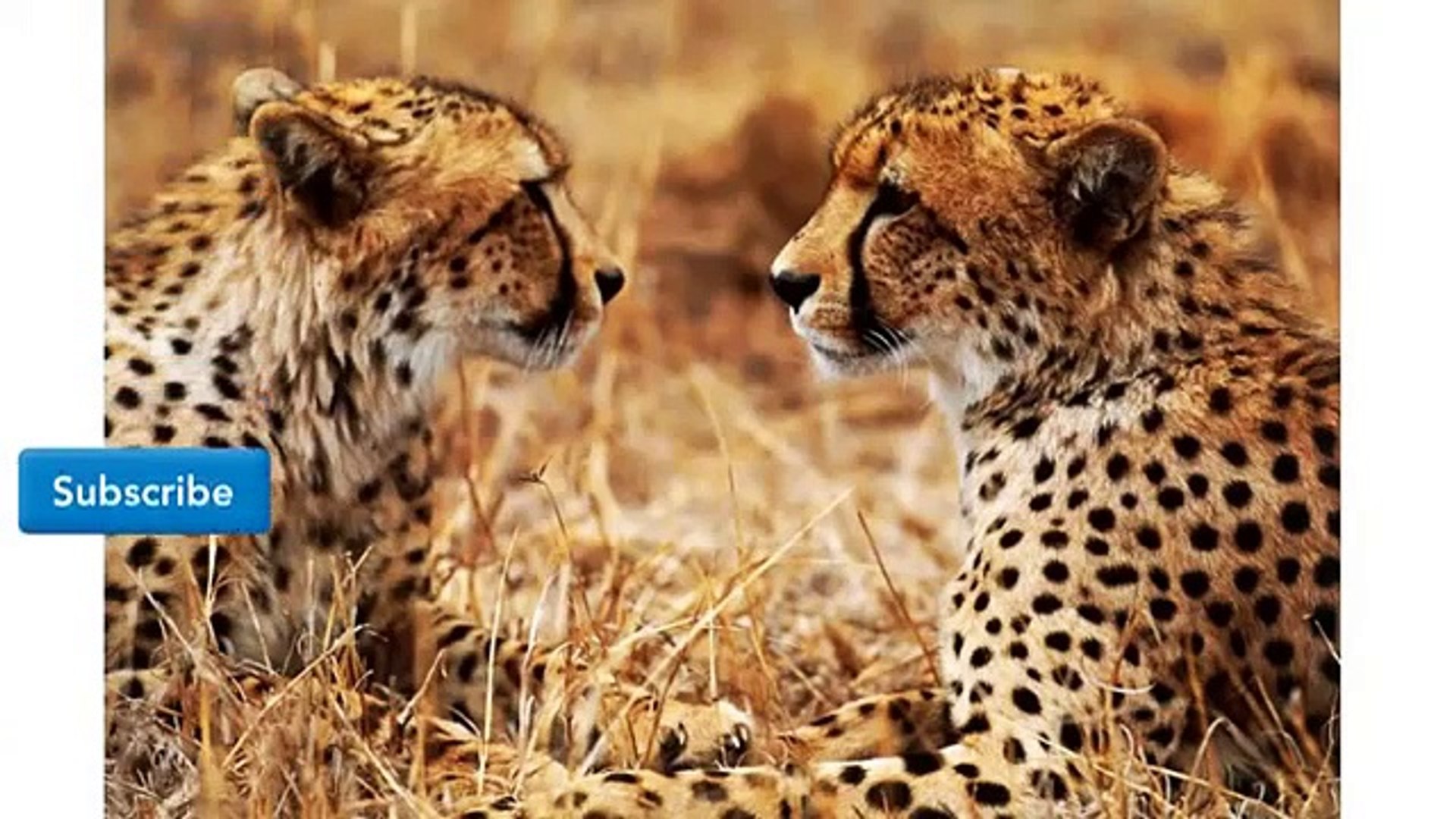 ⁣Wild Cat - Cute Cats