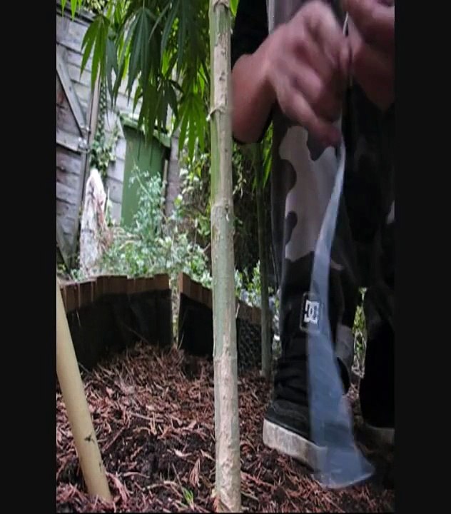 Splitting your Cannabis