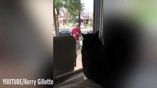 La réaction de ce chat lorsqu'il découvre que son maître ramène un chien à la maison est totalement hilarante !
