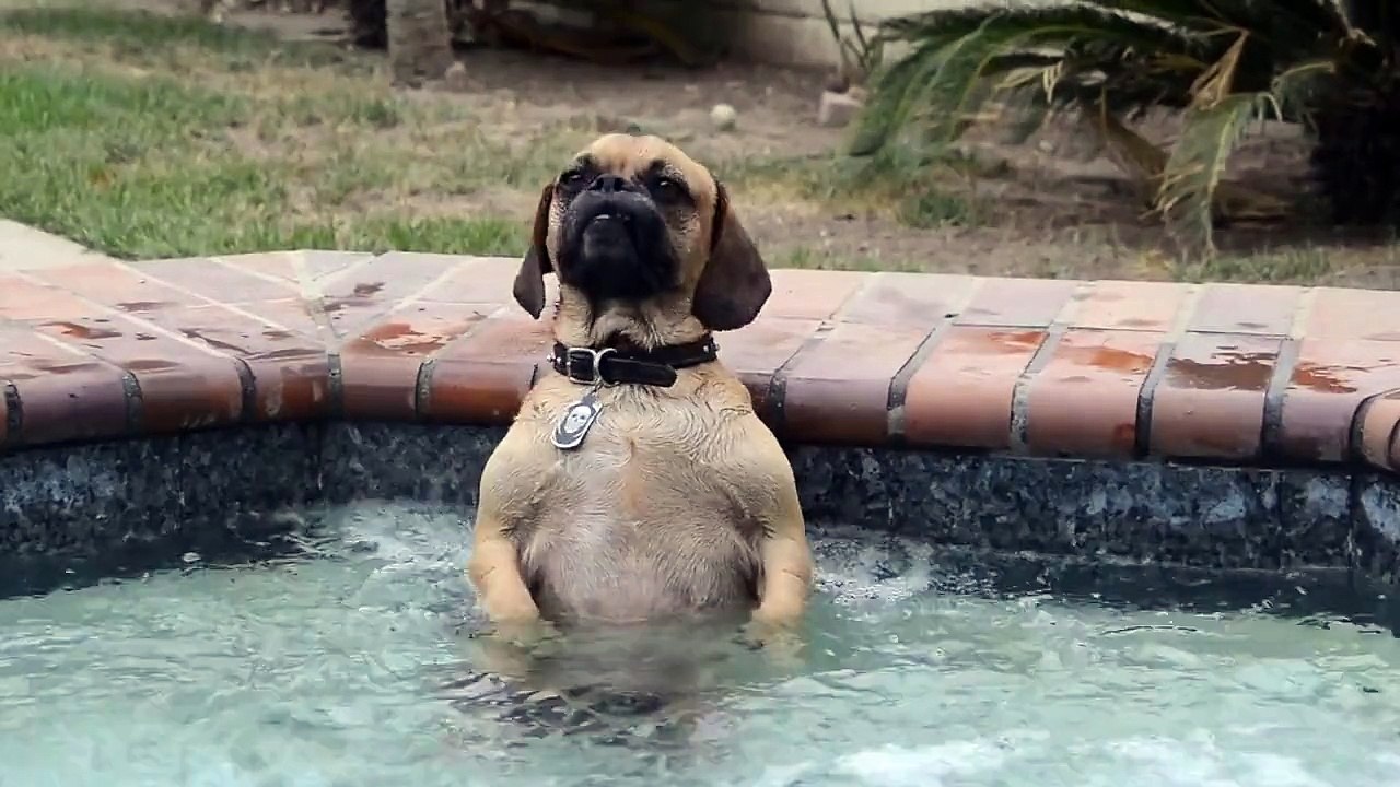 Un chien prend son pied dans un jacuzzi