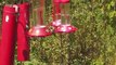 Hummingbirds at Strawberry Plains Audubon Center, Mississippi