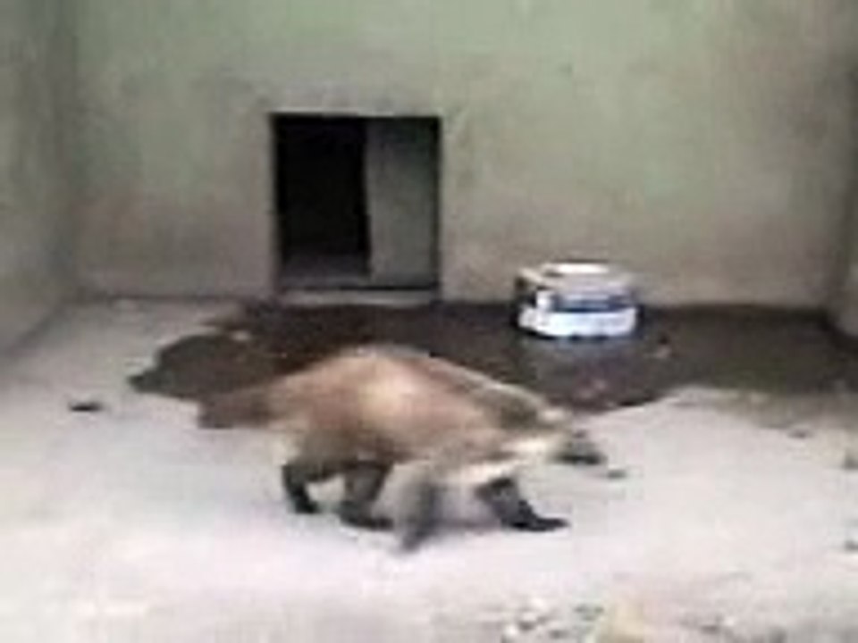 ANIMAL CONFUNDIDO