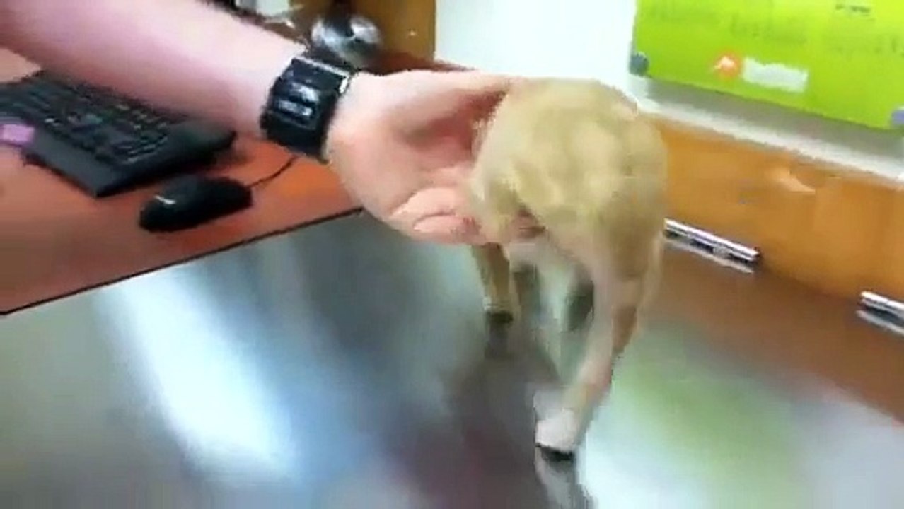 Puppy gets temperature taken