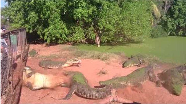 Un crocodile arrache la patte de son congénère puis l'avale