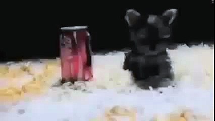 The smallest dogs in the world! Haha so cute