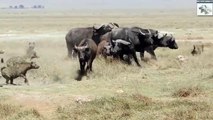 Hyenas vs Buffalos,Hyenas attacking buffalo