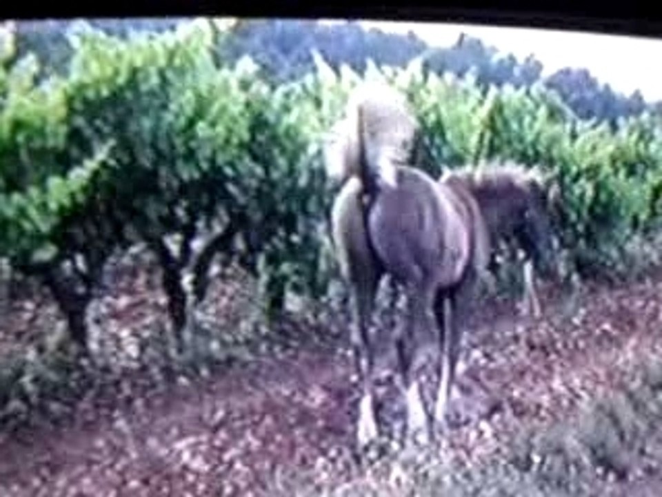 Jaipur dans les vignes 1997
