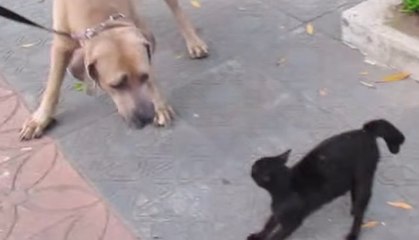 Une chatte attaque un gros chien pour protéger son chaton