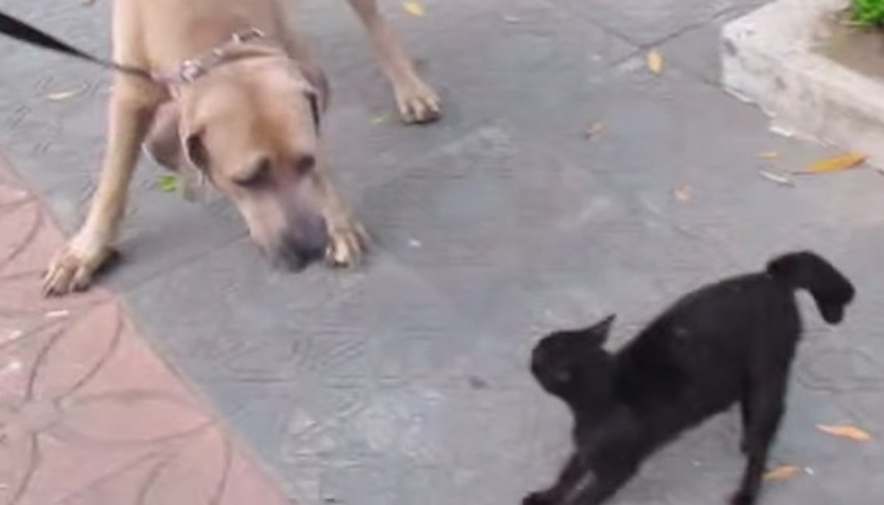 Une chatte attaque un gros chien pour protéger son chaton
