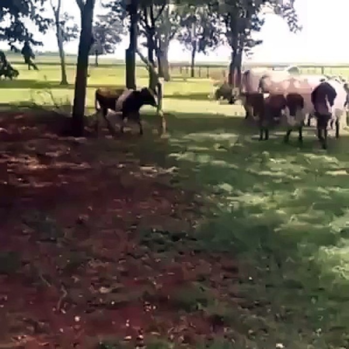 Goat vs Bull