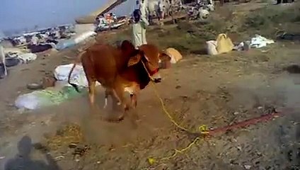 Dangerous-Bull-Qurbani-2015