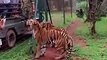 Tiger Jumping 20 Feet Tall Wire Fench Video Highest Jump of Tiger Ever