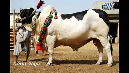 Qurbani-Bull-Abluc-Raja-UDF-Cattle-Farm-2015