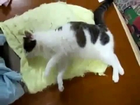 Котик бежит во сне