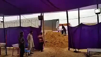 Golden-Bachra-Cow-mandi-karachi-2015