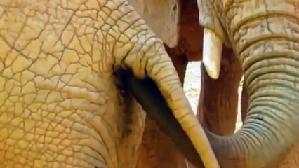 Elephant Having His Way With Another Elephant