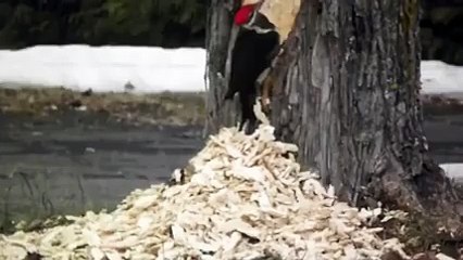Beautiful wood cutter