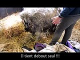 Banjo petit poney sauvé d'une chute dans un puits