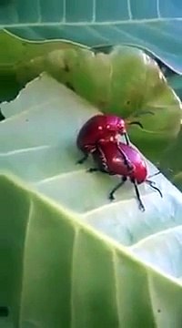 Des insectes se font une petite partie de pattes en l'air... Hilarant!