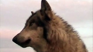 Лики природы - Волк