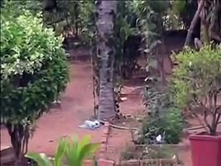 Mother  Squirrel came back for her lost Baby