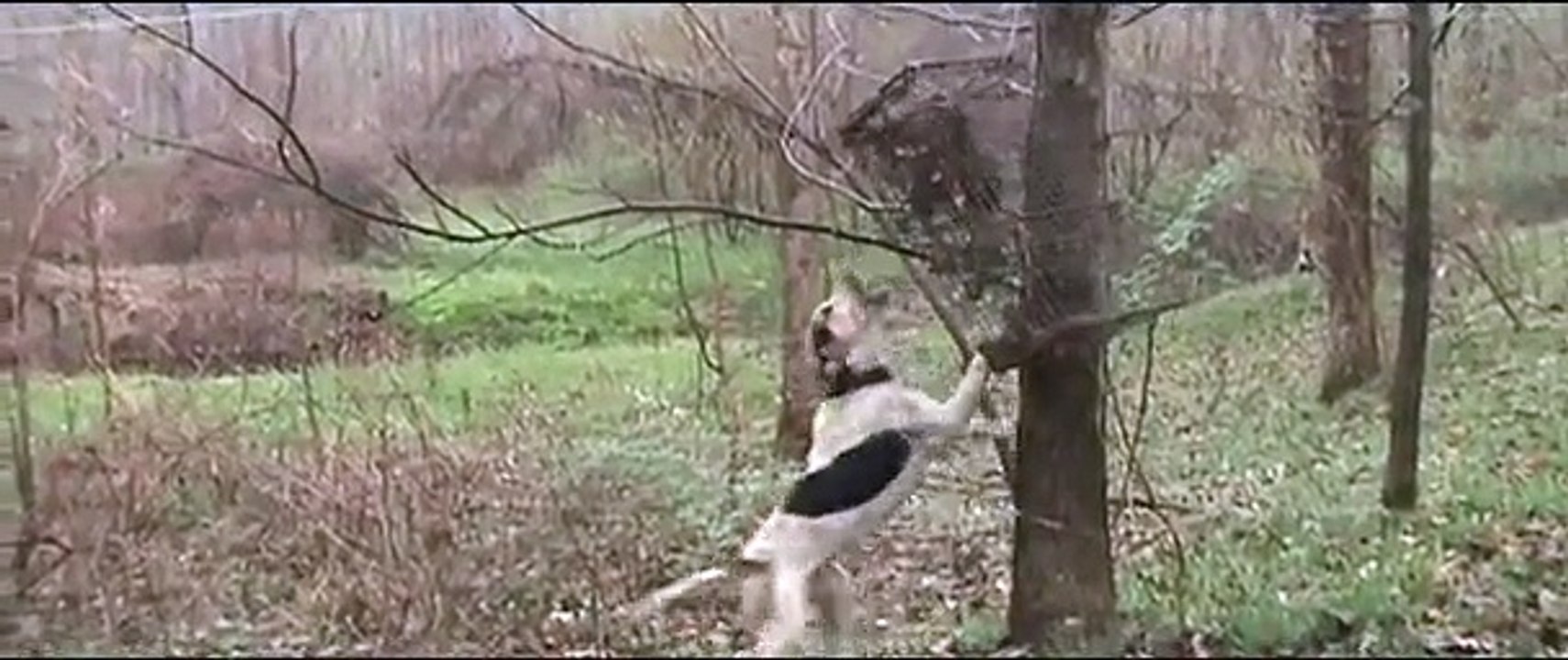 Coon Dog Training #1