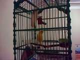 burung kenari ngriwik dijual