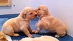 Golden Retriever Puppies Playing at 3.5 weeks old!