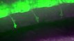 GFP labelled motor neurons in a live zebrafish embryo