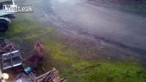 Male wallabies fighting in backyard