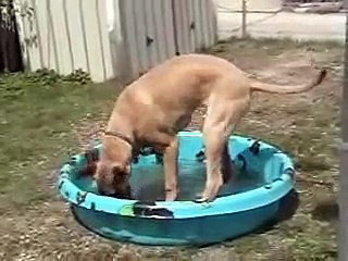 Wyatt: Splish Splash