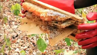 Small Hive Beetle: Colony Destruction -- Beekeeping -- Peace Corps Ghana