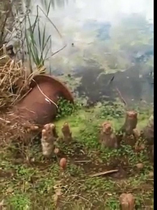 Fishing for Alligators