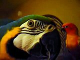 Mr Beaks Squeals on Macaw Rio (Karate Kick In The End)