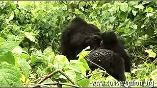 Alto a las masacres de gorilas
