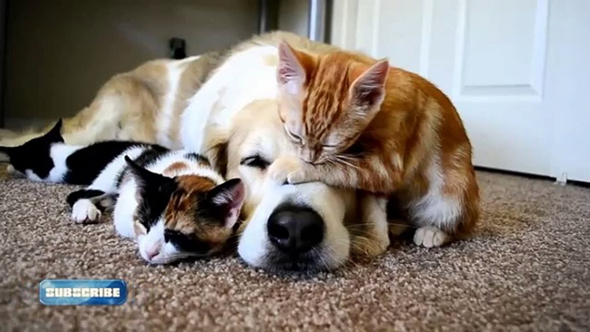 ⁣Cats Dogs - Cute Cats