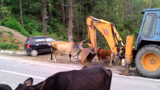 Wild bull fight captured in middle of busy road