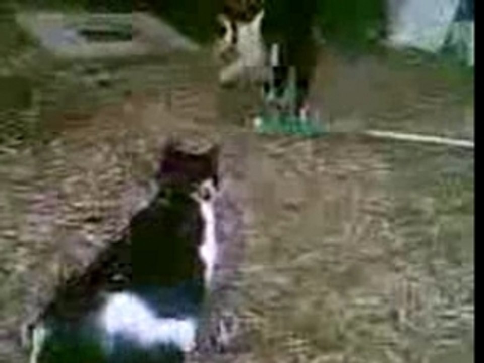 stonbas de chat