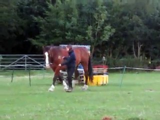 Natalie and Bareny Straightness Training Evaluation Work in Hand Grade 1