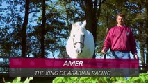 Arabian Horses Compilation of 12 Different Pure Arabian Breeds | horses compilation