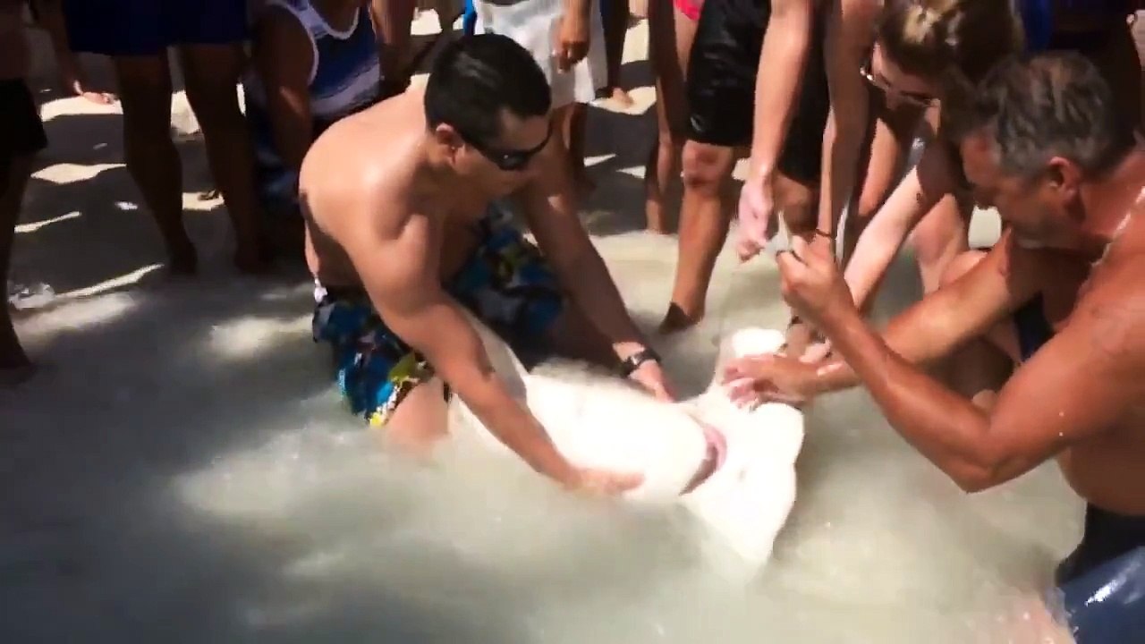 Hammerhead Shark Lives to Fish Another Day