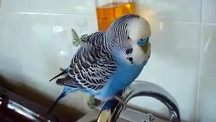 Russisch sprechender Wellensittich