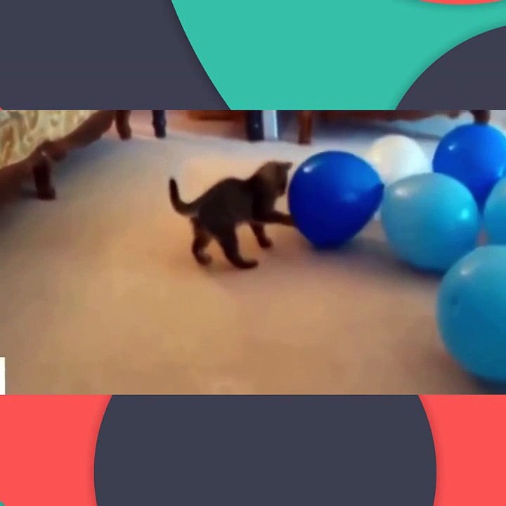 Funny Cat Videos - Funny Cats Compilation 2015 - Best Funny Videos