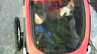 My dogs ride in their DoggyRide Mini bike trailer home from park