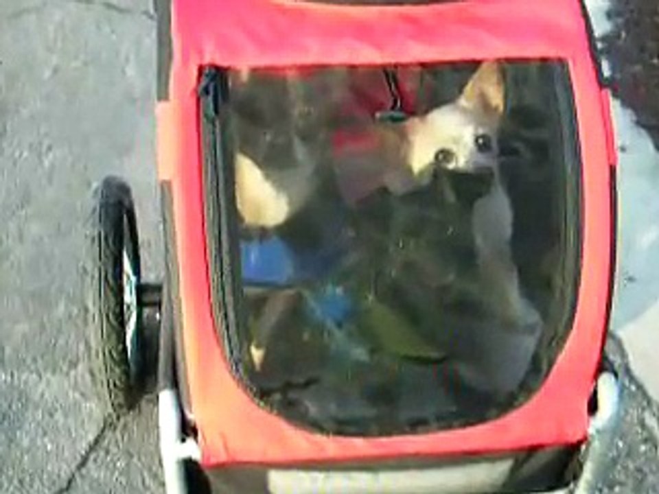 My dogs ride in their DoggyRide Mini bike trailer home from park